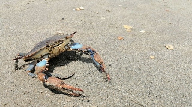 Prima segnalazione a Ostia del granchio blu Atlantico